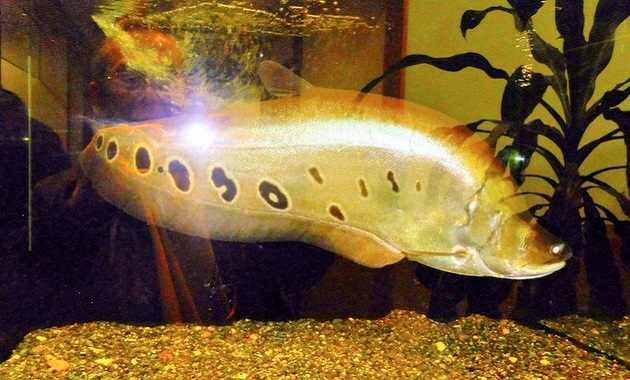 不思議な魚に会いに行こう 浦安市交通公園 3月末まで