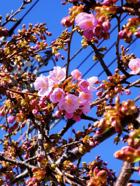さくら広場の河津桜