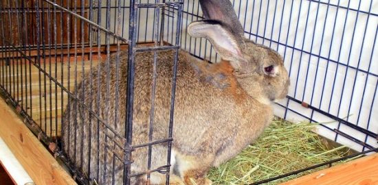 交通公園で展示 体長１メートルの ”巨大ウサギ”