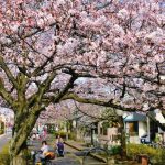 浦安点描：例年より１週間早い満開の桜