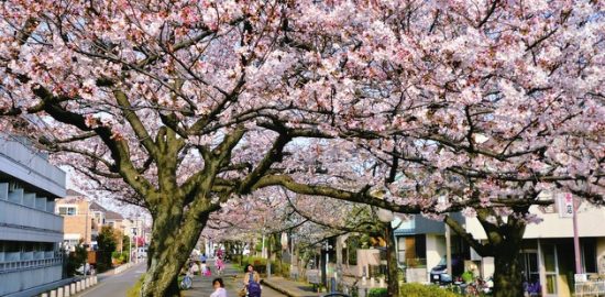 浦安点描：例年より１週間早い満開の桜
