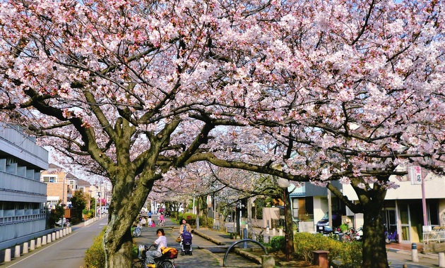 浦安点描：例年より１週間早い満開の桜