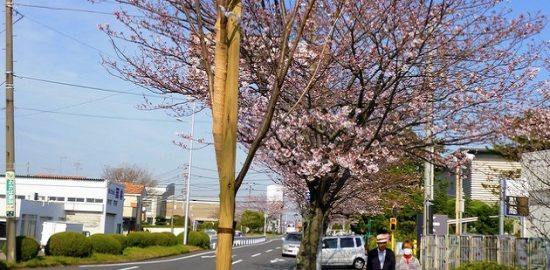 桜を市民に愛でて ソメイヨシノ植替え