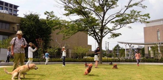 愛犬家待望のドッグラン