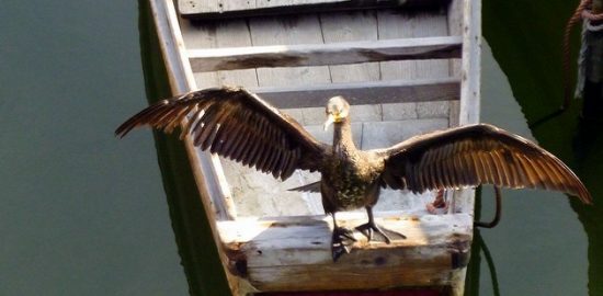 カワ鵜が羽を天日干し ～「うらやす情報」の軌跡