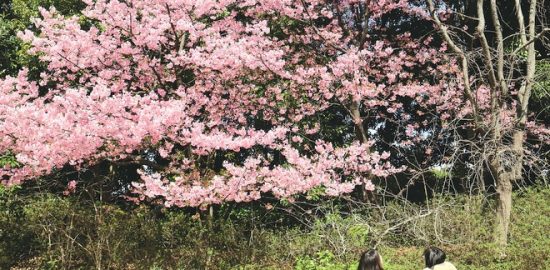 イクスピアリの河津桜