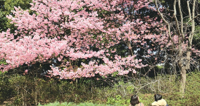 イクスピアリの河津桜