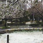浦安に「春の雪」が舞う