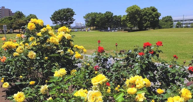 明海の丘公園・バラ園