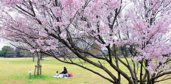 弁天ふれあいの森公園で春を満喫　桜咲き、菜の花そよぐ