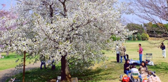 春爛漫 桜咲く 弁天ふれあいの森公園