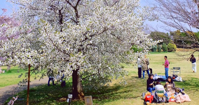 春爛漫 桜咲く 弁天ふれあいの森公園
