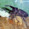 世界の虫を間近で見よう！　食虫植物も、子供でにぎわう