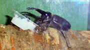 世界の虫を間近で見よう！　食虫植物も、子供でにぎわう