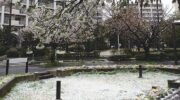 浦安に「春の雪」が舞う