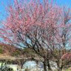 青く晴れた空に紅梅が満開 弁天ふれあいの森公園